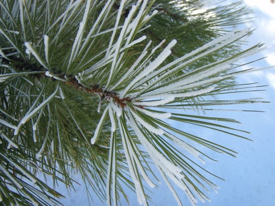 Pine — Kyle Parker Cunningham